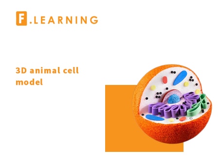 3D animal cell model