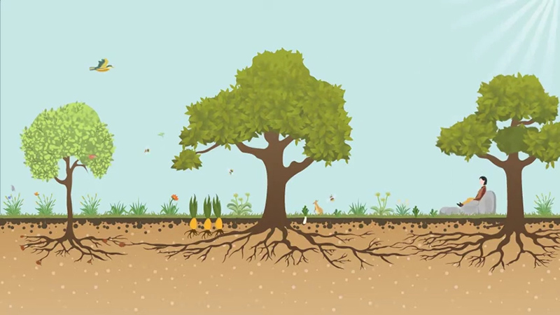 Permaculture Design Course